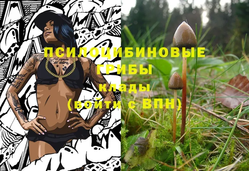 Псилоцибиновые грибы Cubensis  Болгар 